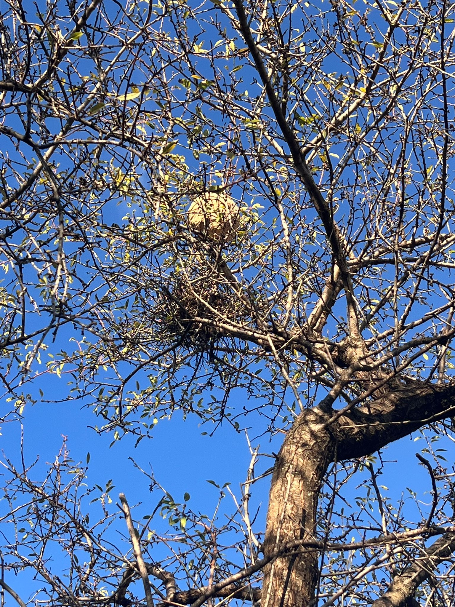 Photo supplémentaire du signalement #591