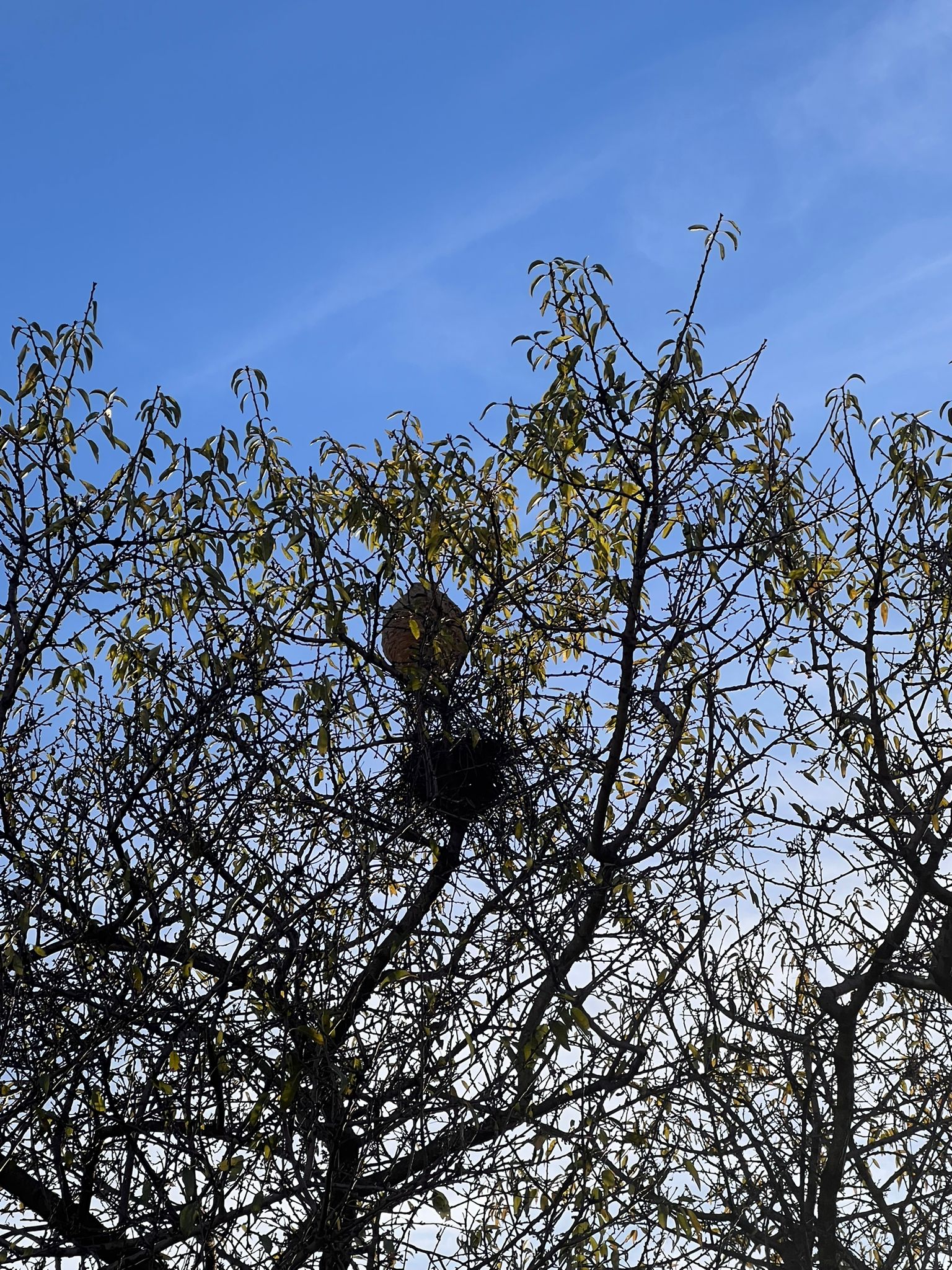 Photo supplémentaire du signalement #591