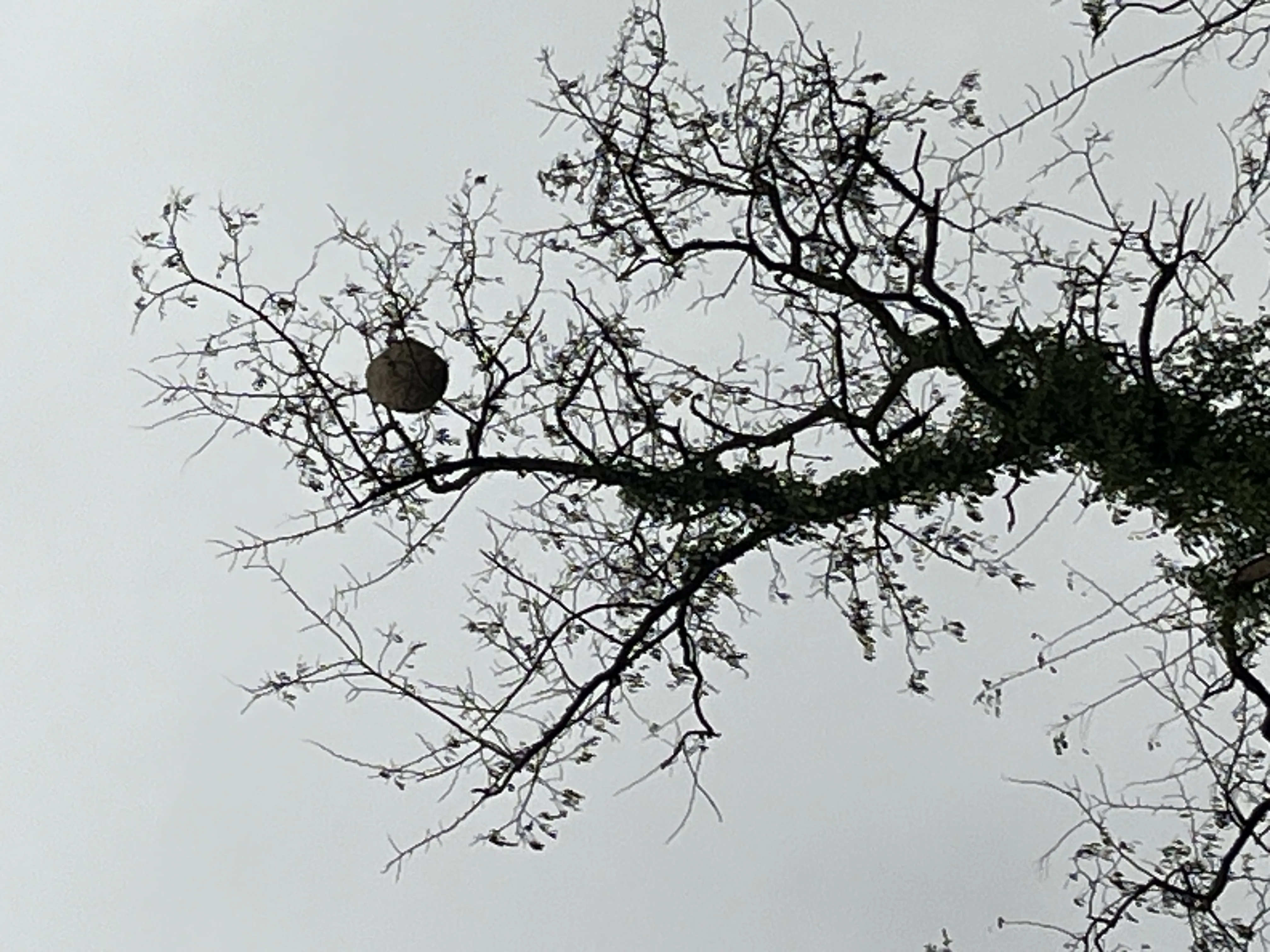 Nid neutralisé à Charleville-Mézières