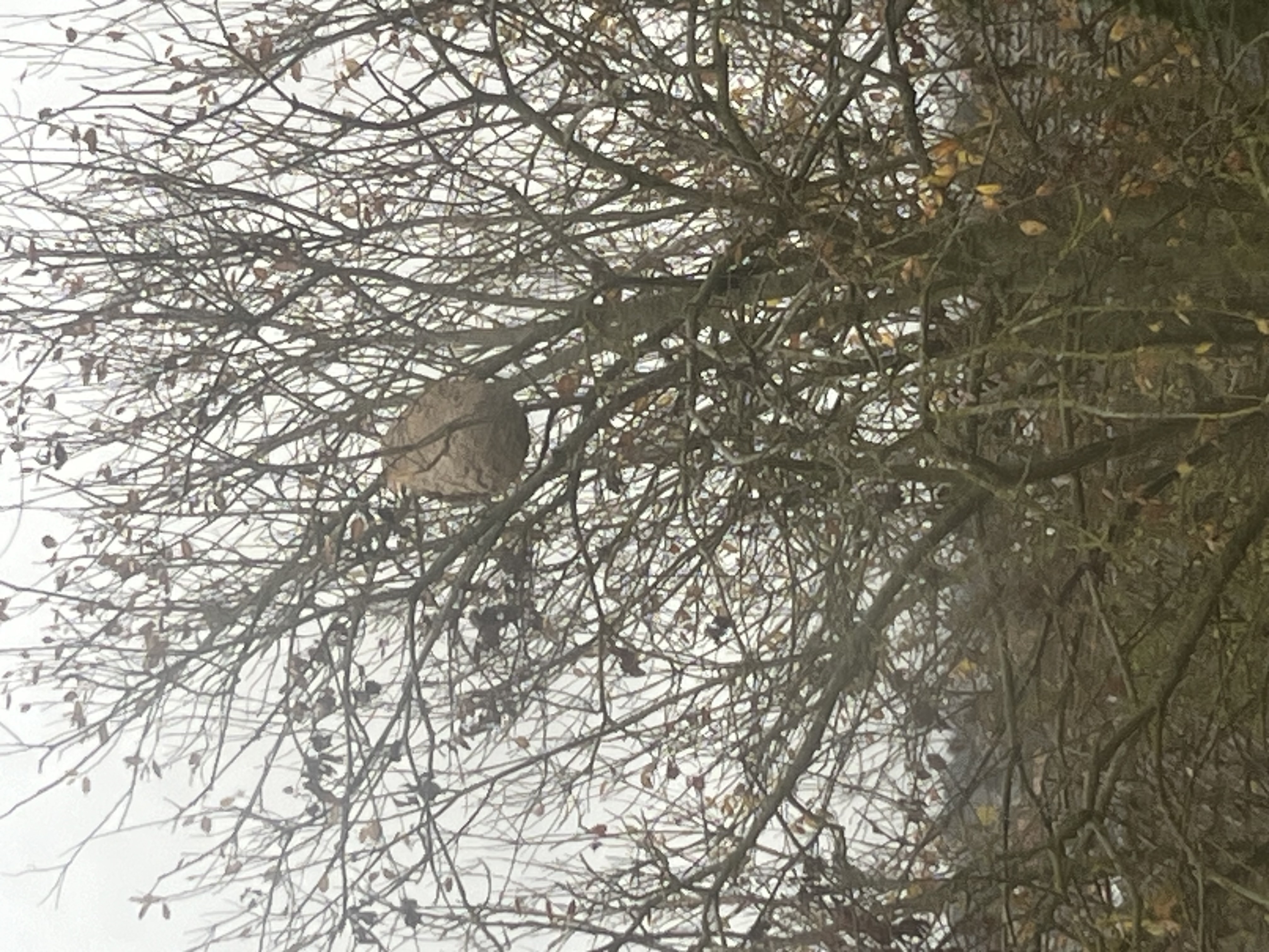 Photo supplémentaire du signalement #626