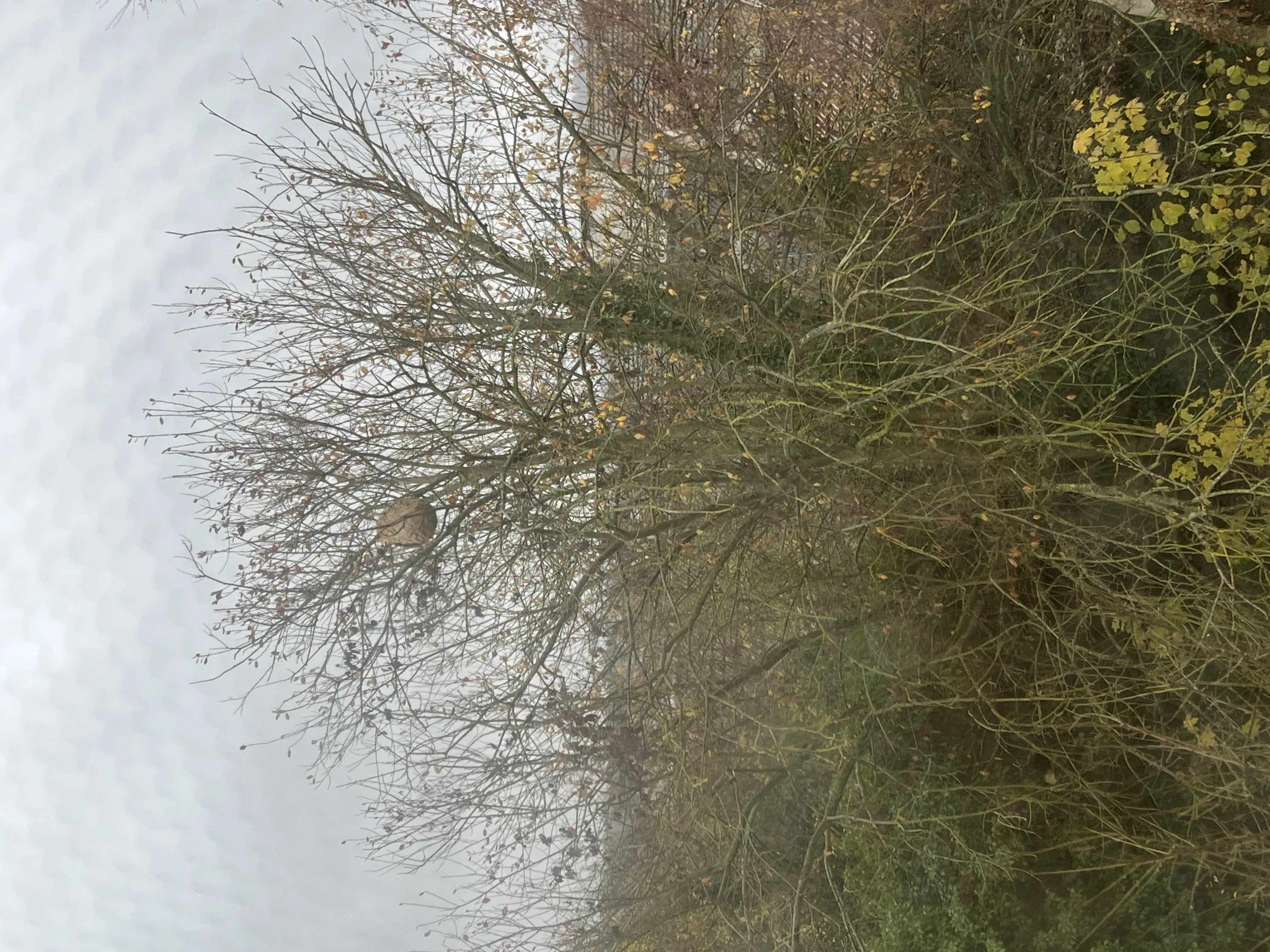 Nid neutralisé à La Ville-du-Bois