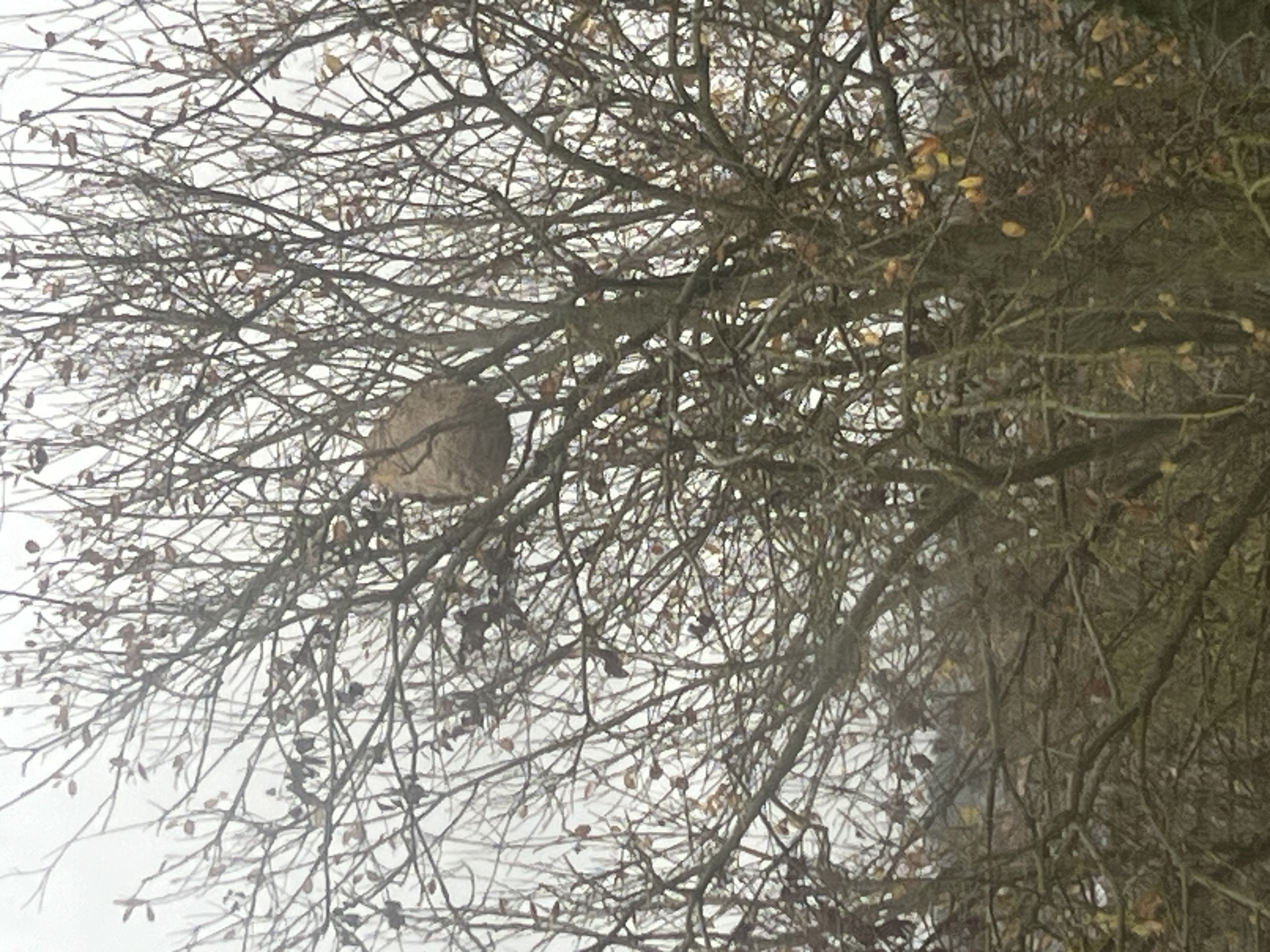 Photo supplémentaire du signalement #626