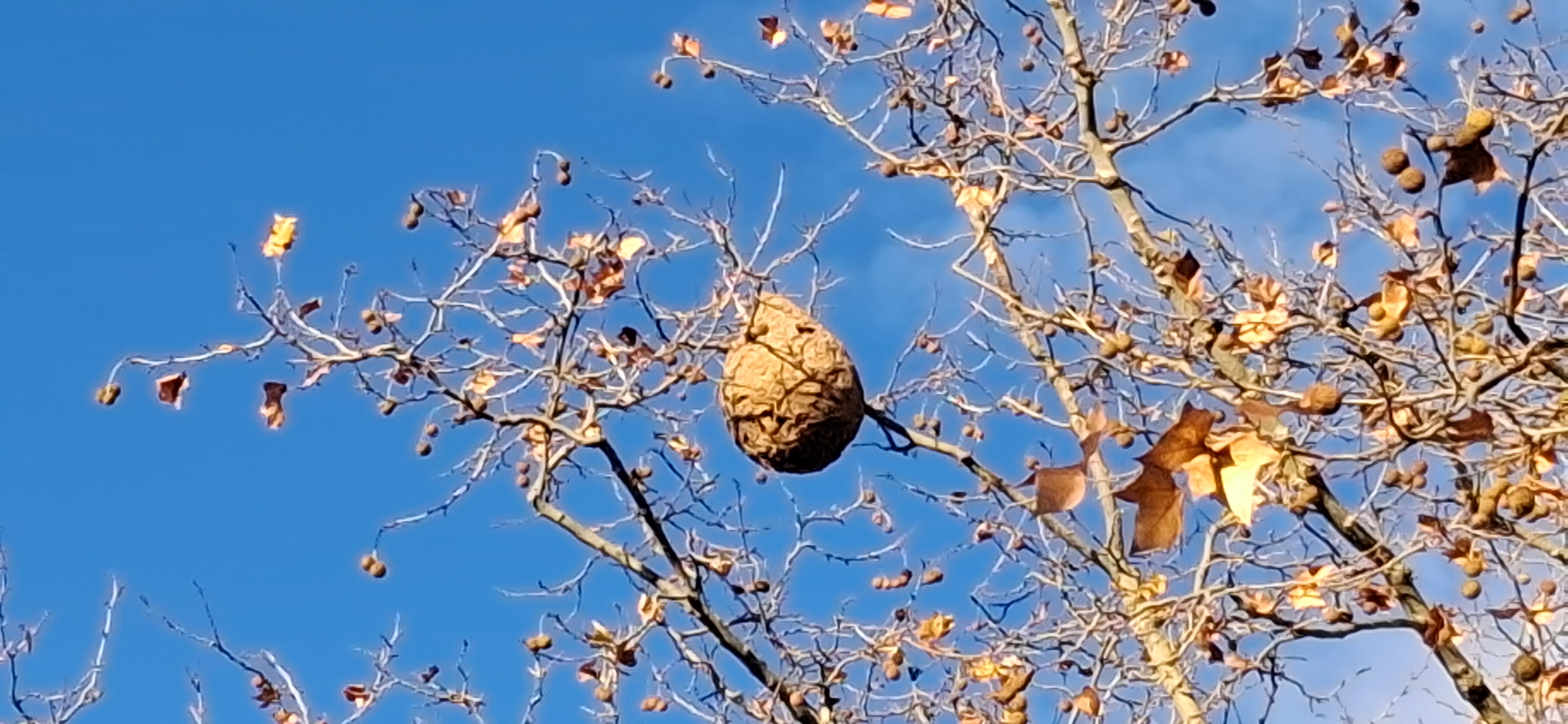 Photo supplémentaire du signalement #643