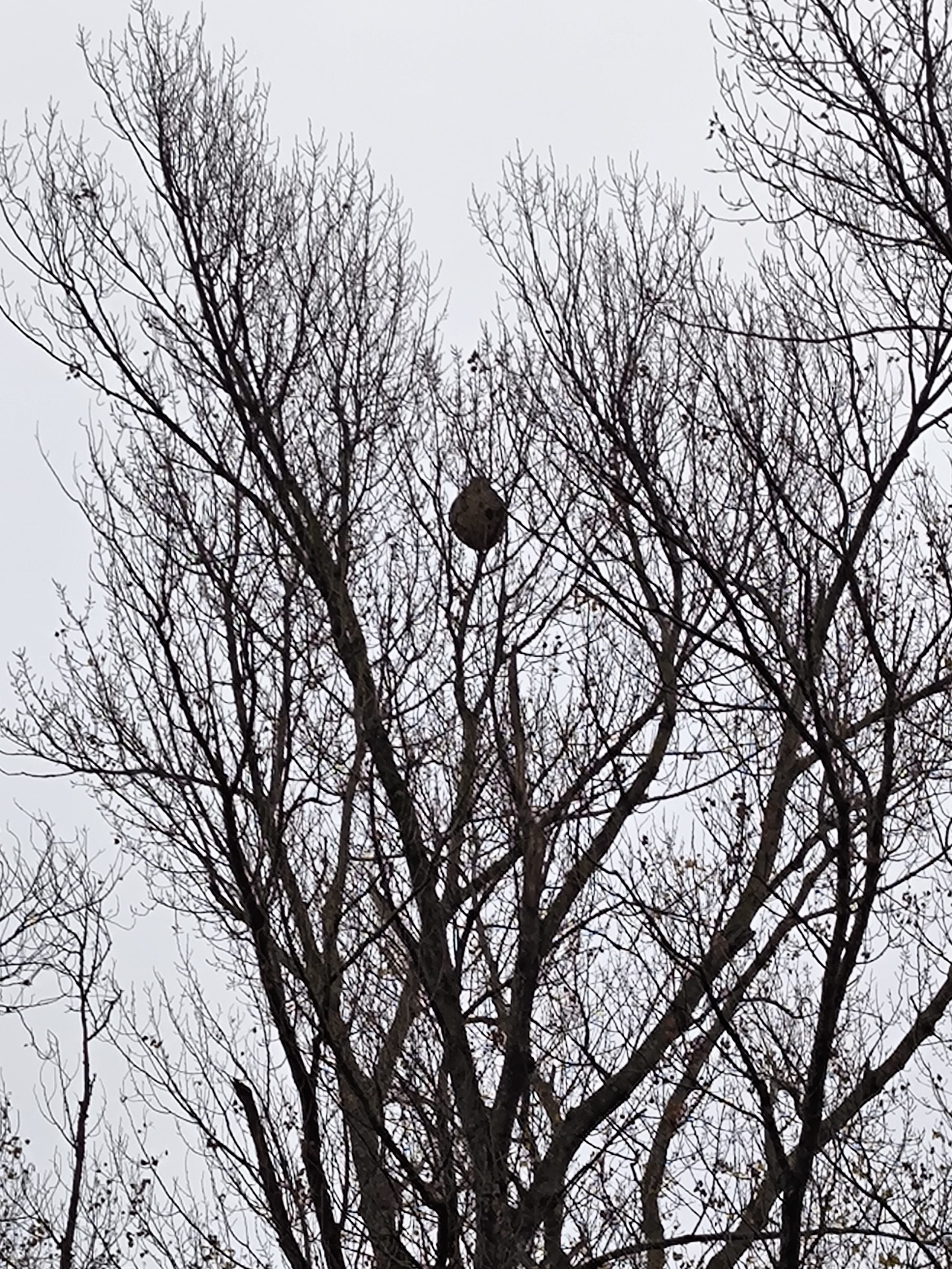 Photo supplémentaire du signalement #646