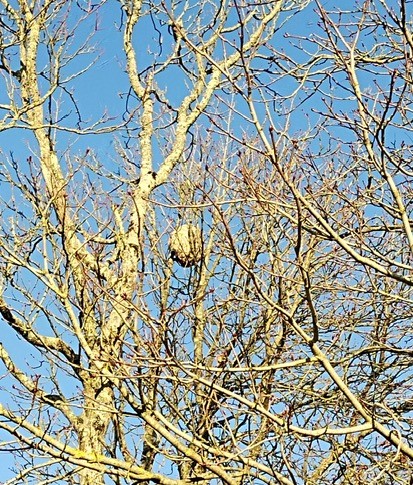 Photo supplémentaire du signalement #649