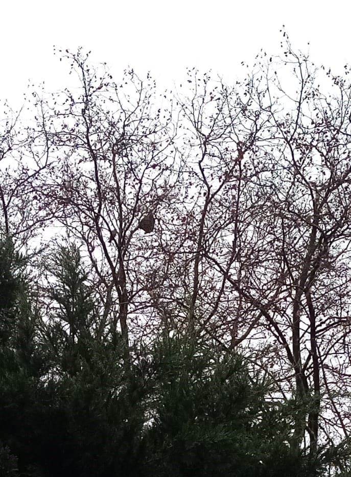 Photo supplémentaire du signalement #651