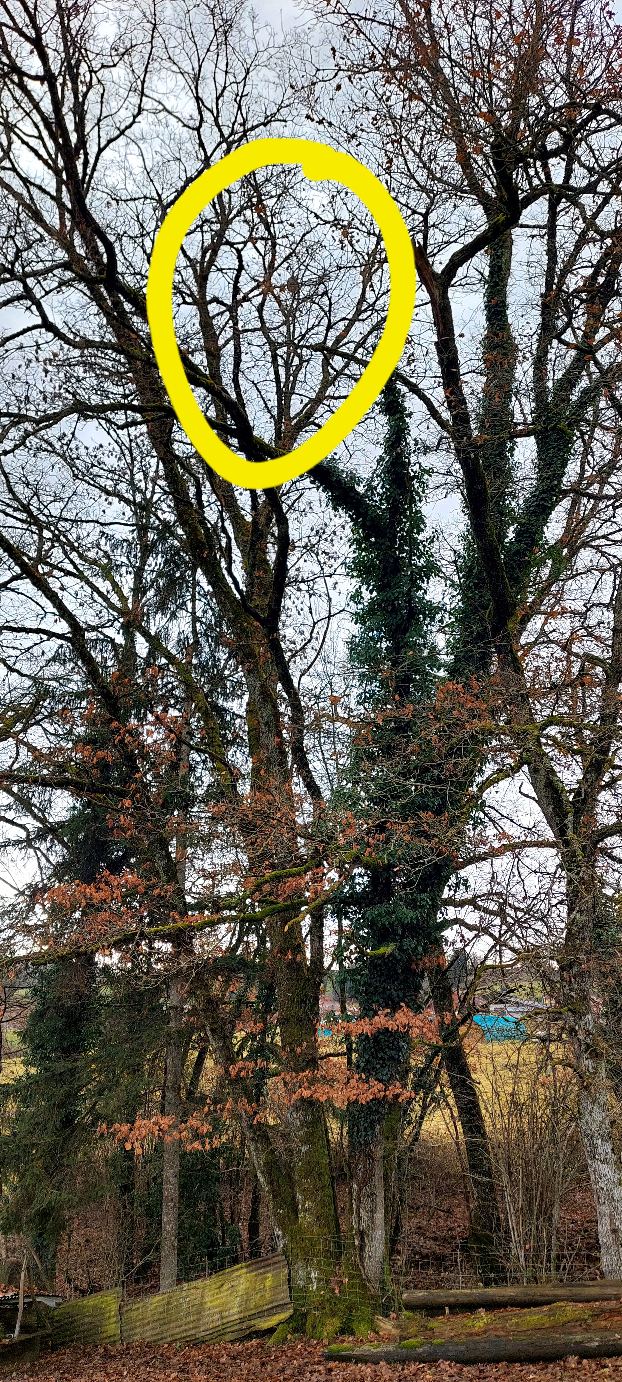 Photo supplémentaire du signalement #657