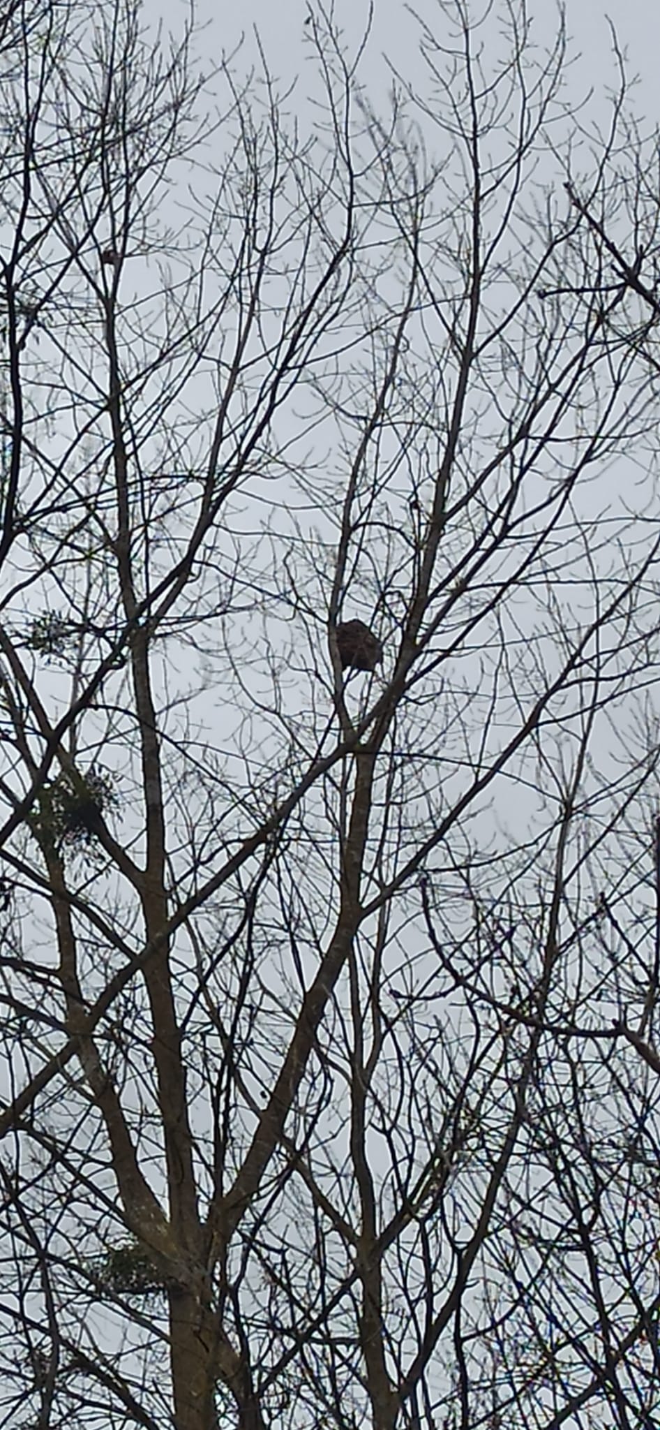 Photo supplémentaire du signalement #665