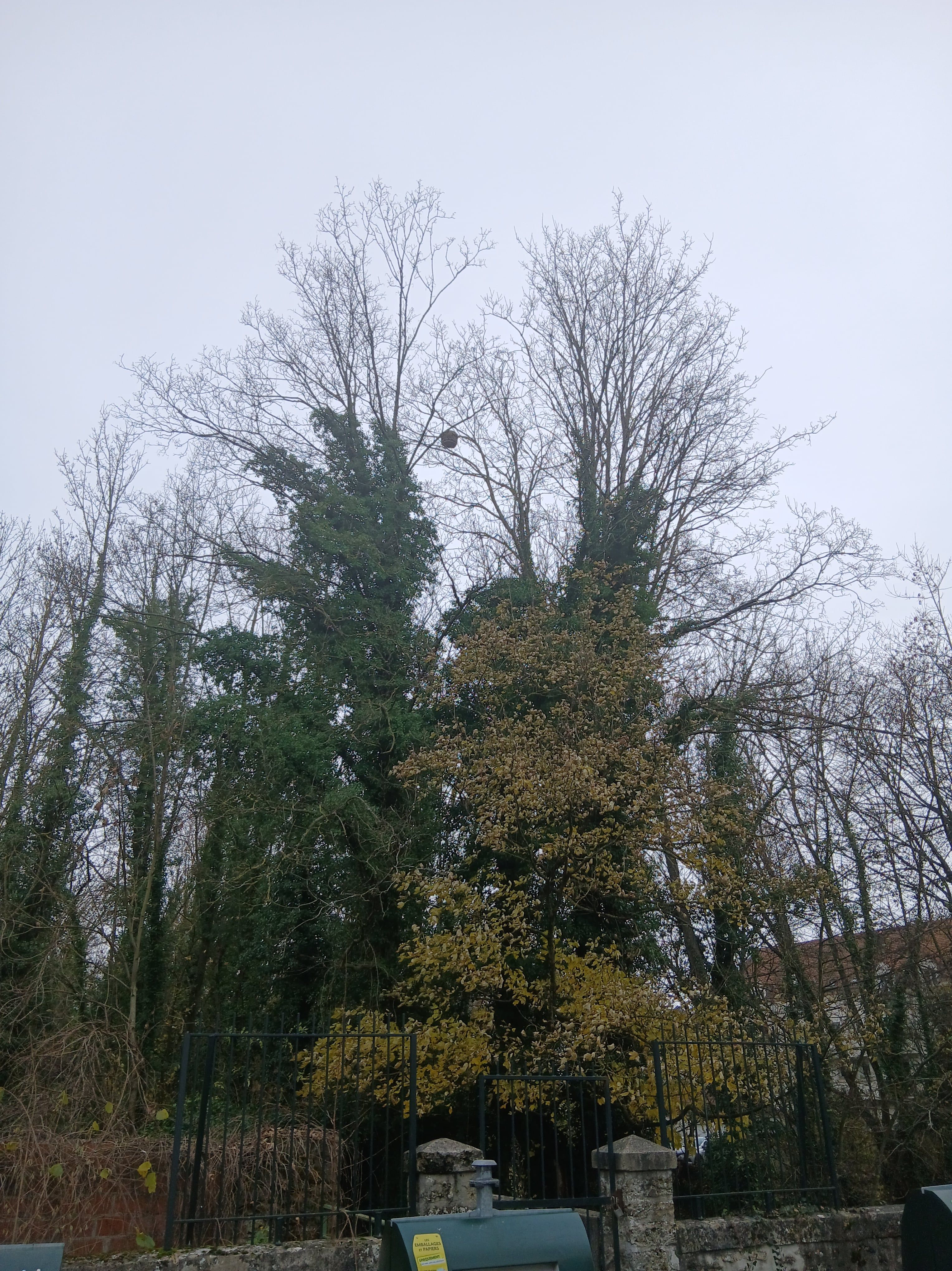Photo du nid de frelon asiatique signalé à Coulommiers