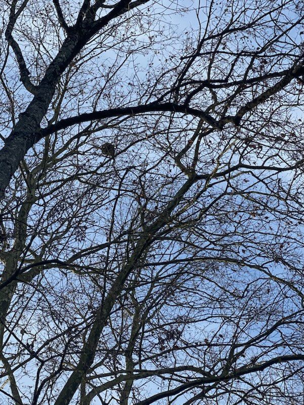 Photo du nid de frelon asiatique signalé à Migné-Auxances