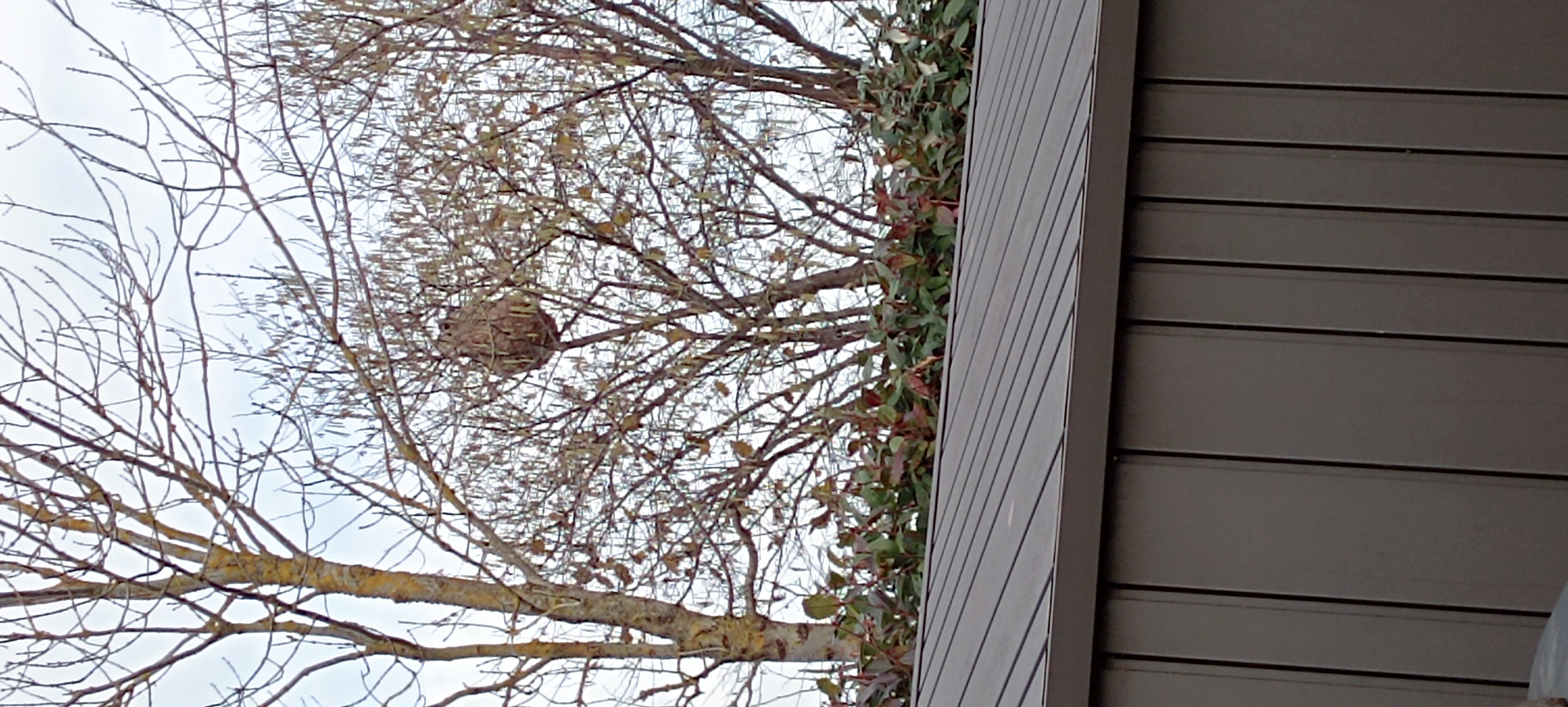 Photo du nid de frelon asiatique signalé à Thue et Mue