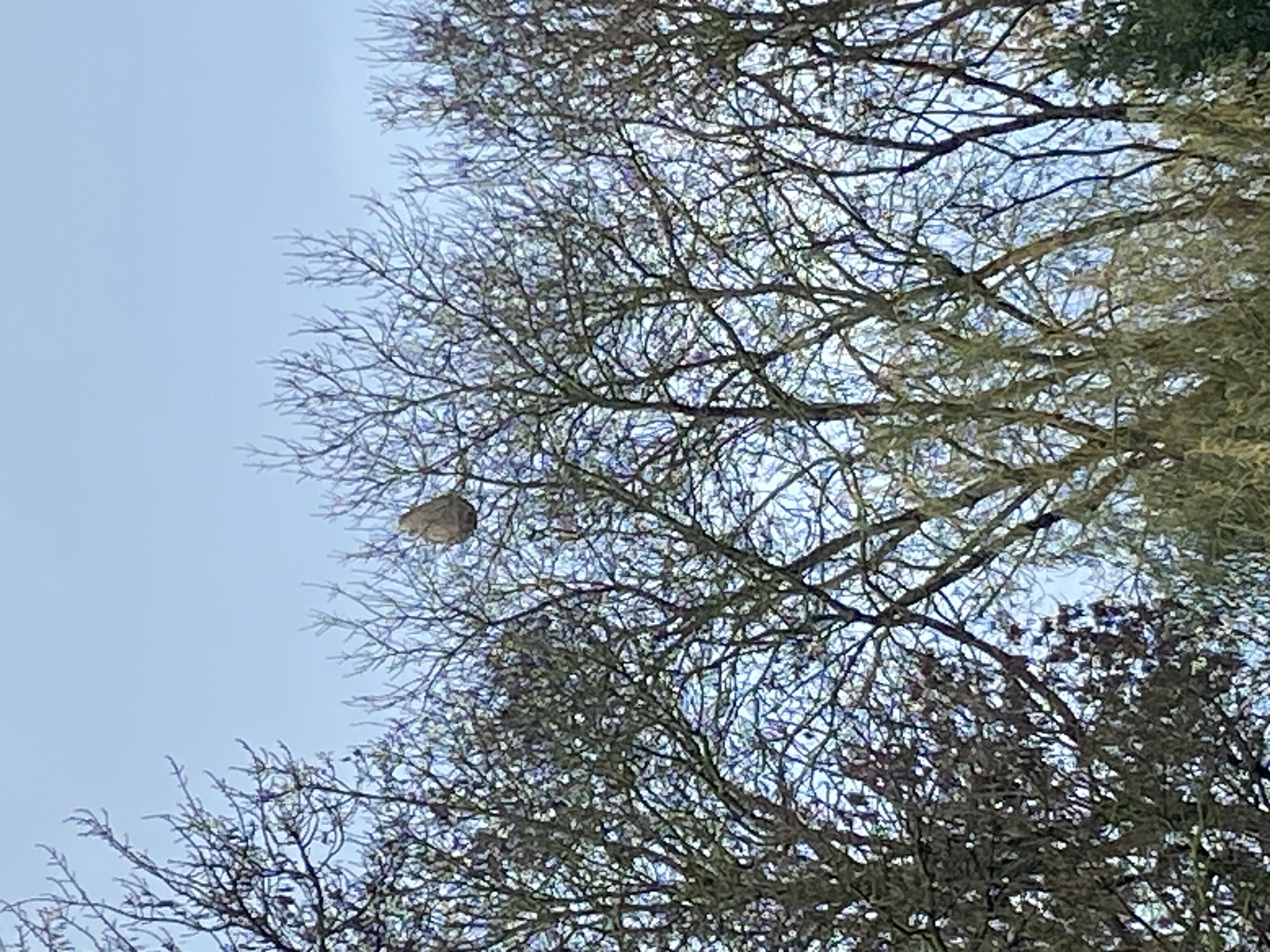 Photo du nid de frelon asiatique signalé à Saint-Hilaire-la-Palud