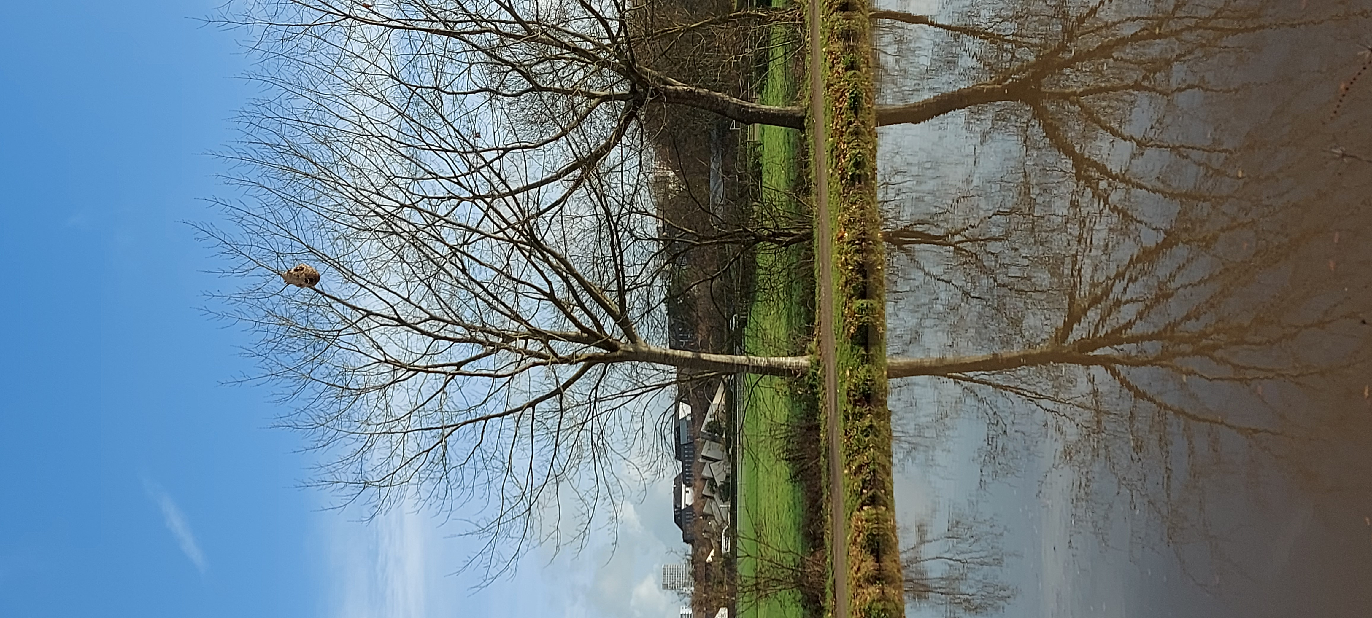 Photo du nid de frelon asiatique signalé à Rennes
