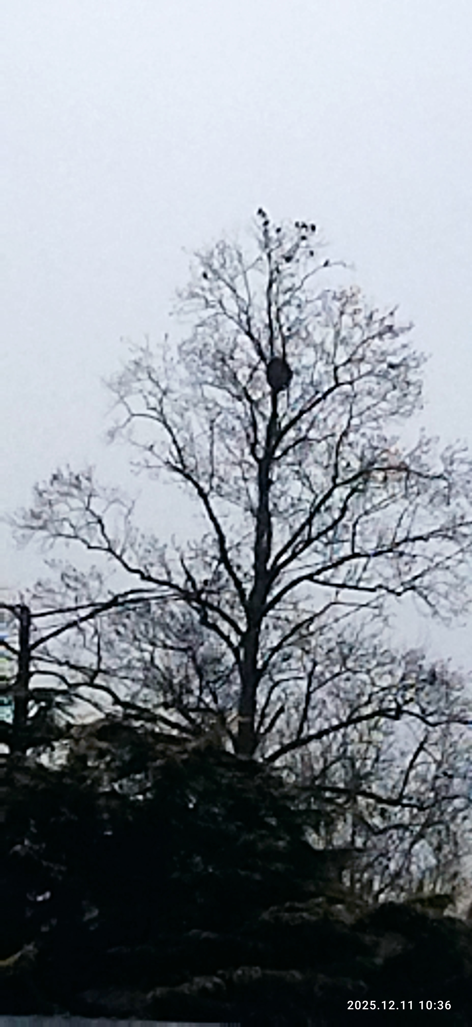 Photo du nid de frelon asiatique signalé à Launac