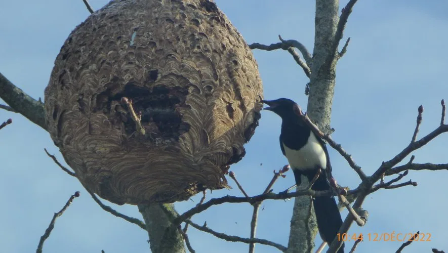 Nid neutralisé à Paucourt