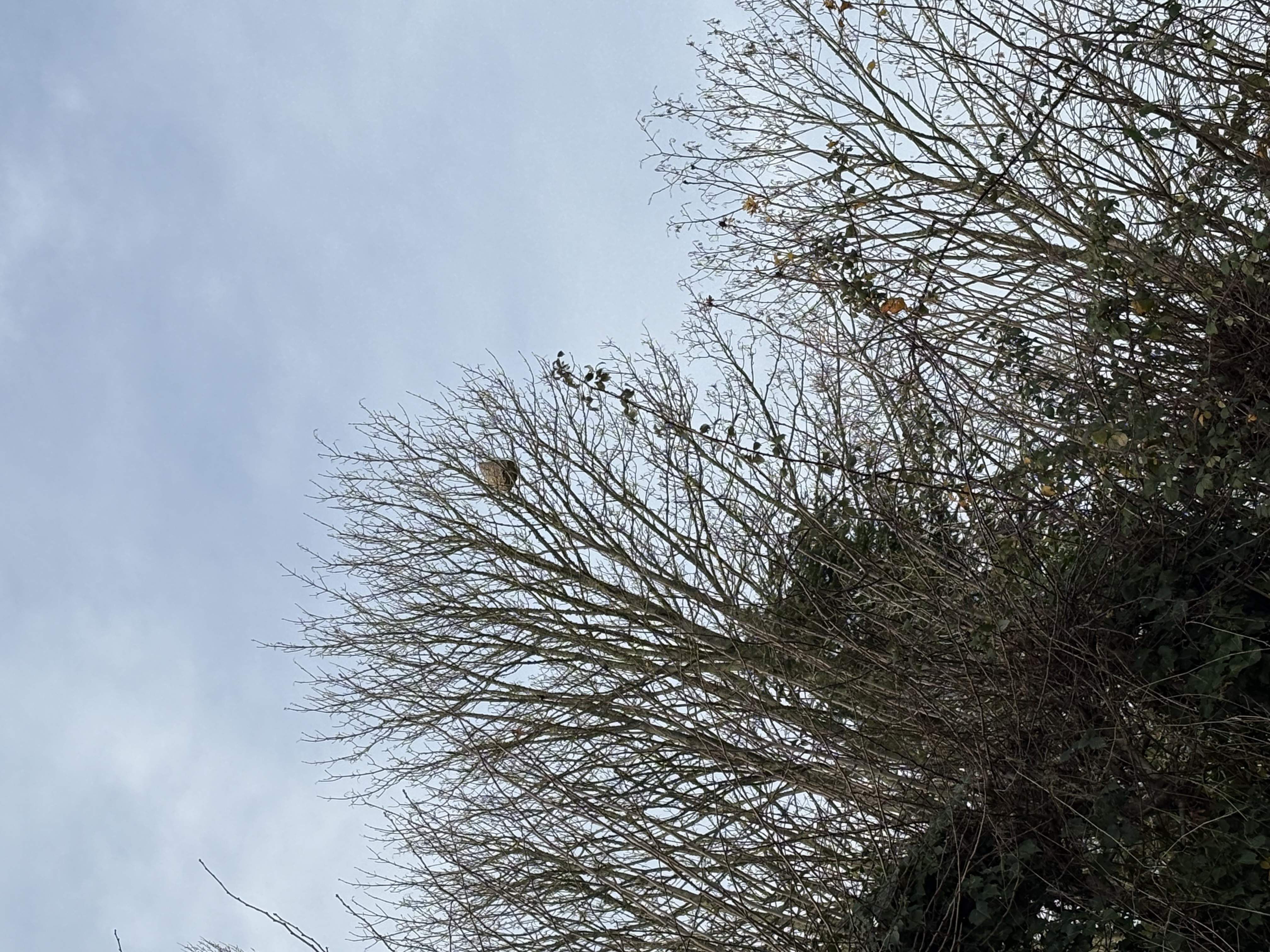 Photo du nid de frelon asiatique signalé à Saint-Martin-le-Gaillard