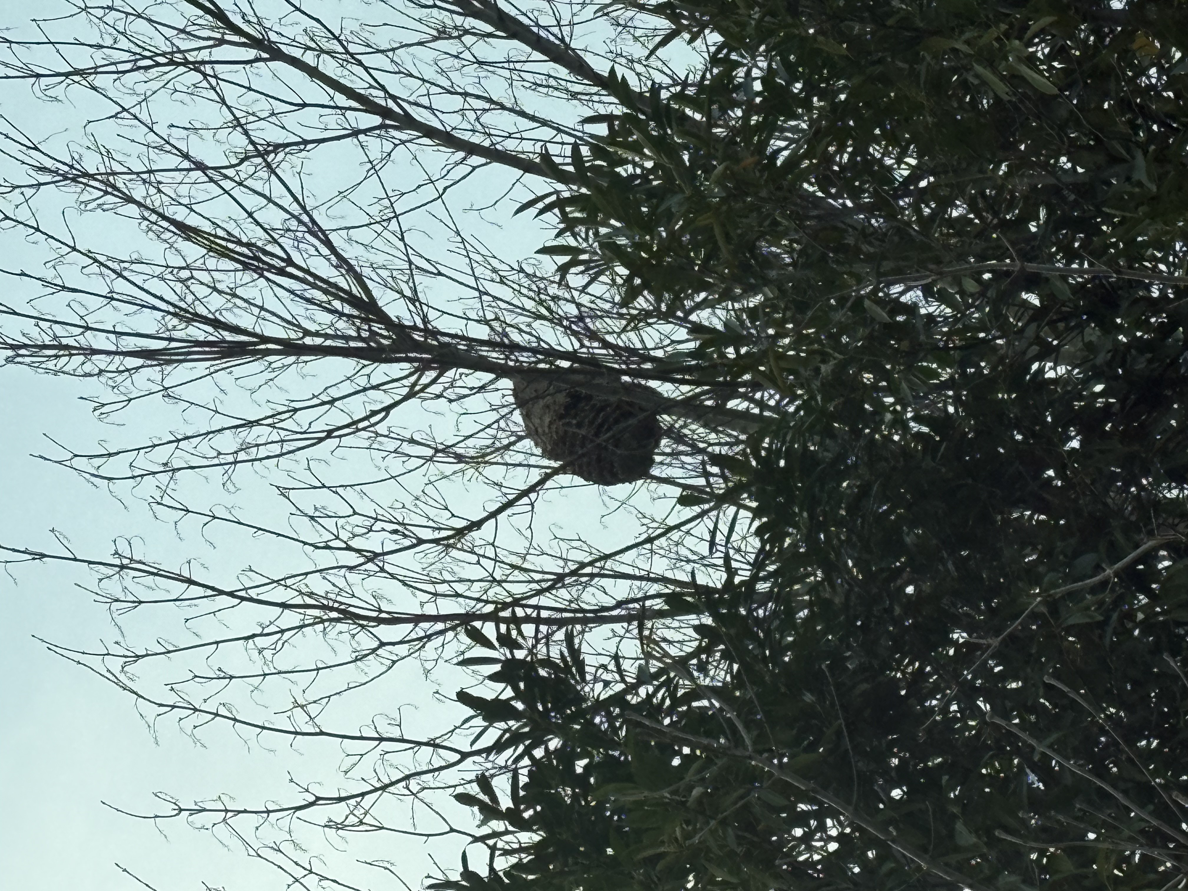 Photo du nid de frelon asiatique signalé à Criel-sur-Mer