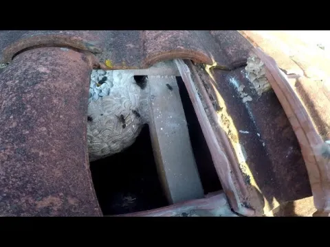 Nid de frelon asiatique à Servoz (74) — Neutralisé