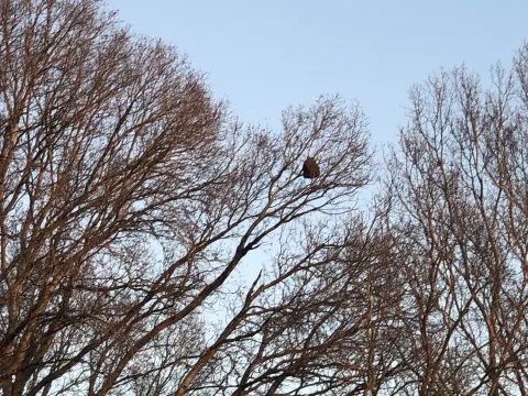 Nid de autre à Arles — Confirmé
