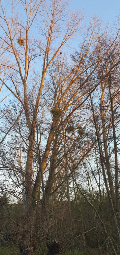 Nid de frelon asiatique à 86440 (86) — Confirmé