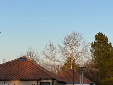 Nid de frelon asiatique à Beaumont Saint-Cyr (86) — Confirmé