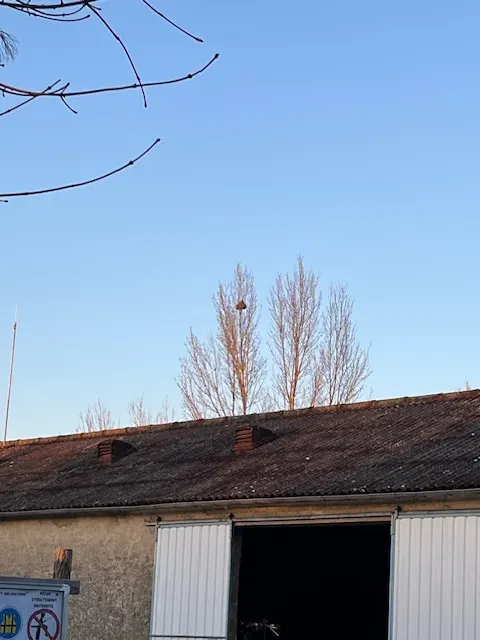 Nid de frelon asiatique à Beaumont Saint-Cyr (86) — Confirmé