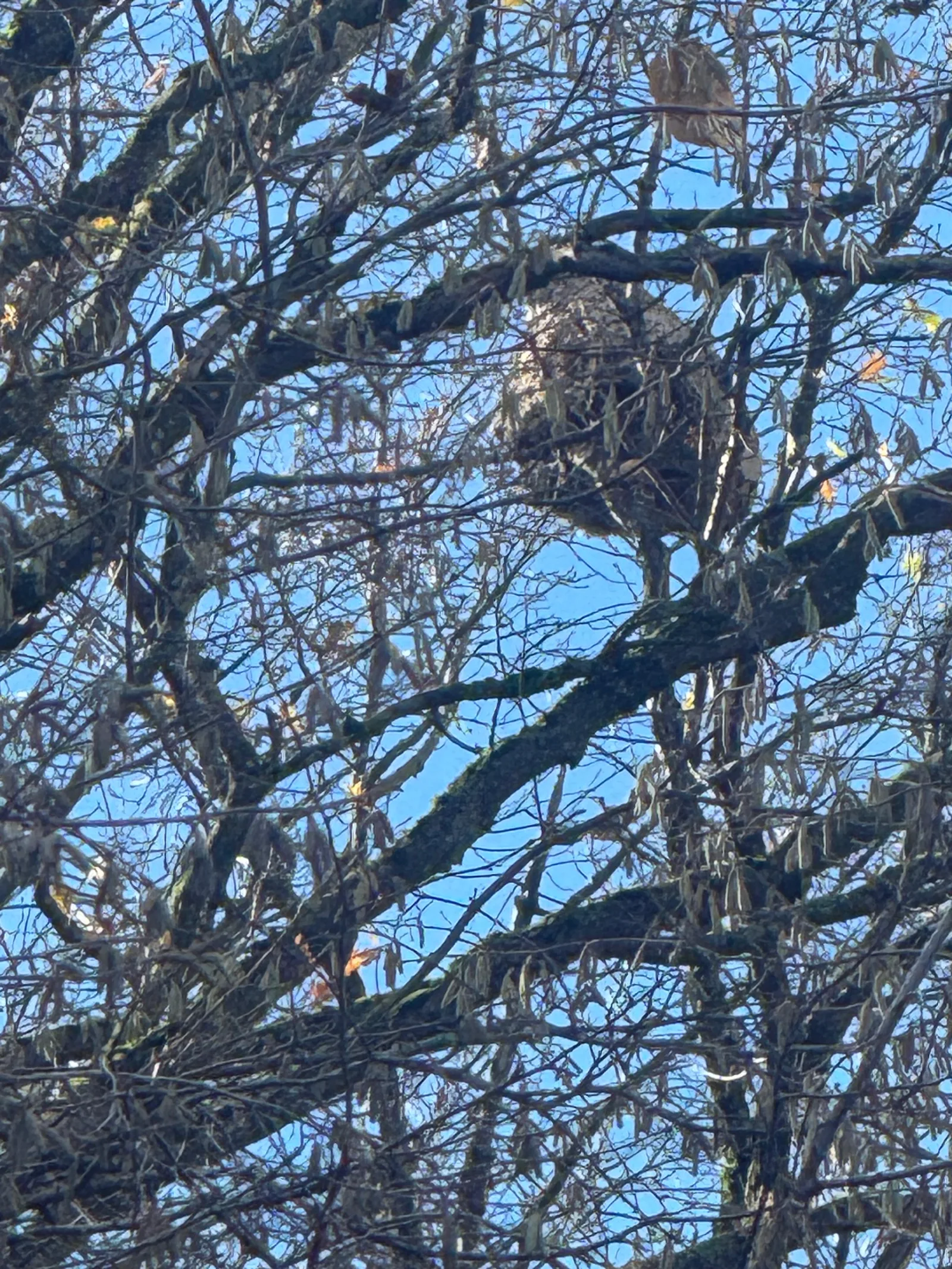 Photo du nid de frelon asiatique signalé à Massongy