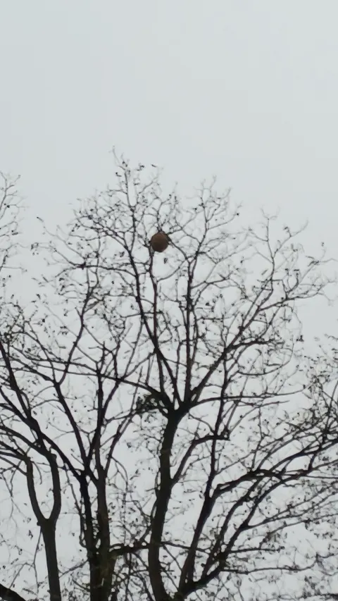 Nid de frelon asiatique à Rosny-sous-Bois (93) — Confirmé
