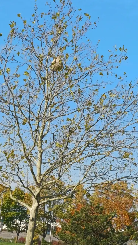 Nid de frelon asiatique à Aulnay-sous-Bois (93) — Confirmé