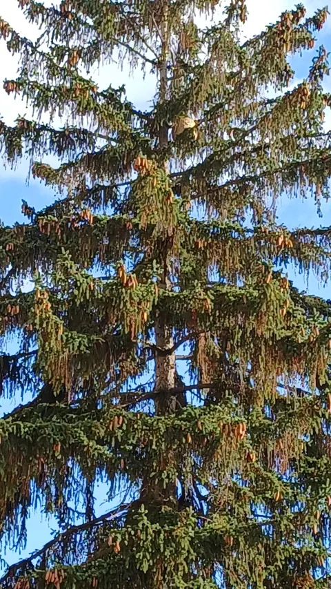 Nid de frelon asiatique à Noisy-le-Sec (93) — Confirmé