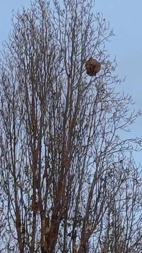 Nid de frelon asiatique à Baillet-en-France (95) — Confirmé