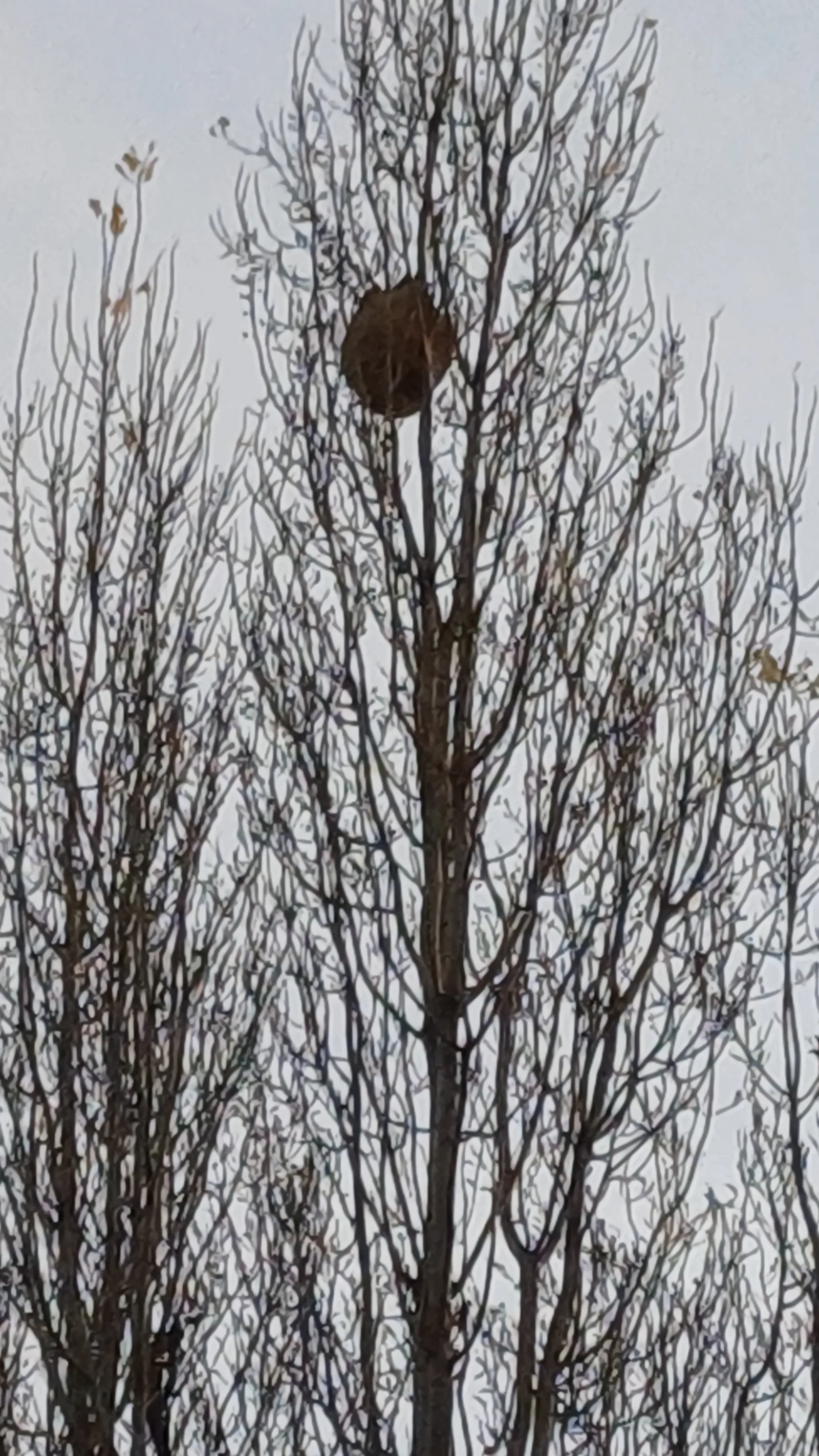 Photo du signalement #727