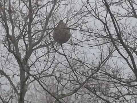 Nid de frelon asiatique à Lyon — Confirmé