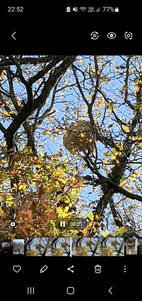 Nid de frelon asiatique à Rocheservière (85) — Confirmé