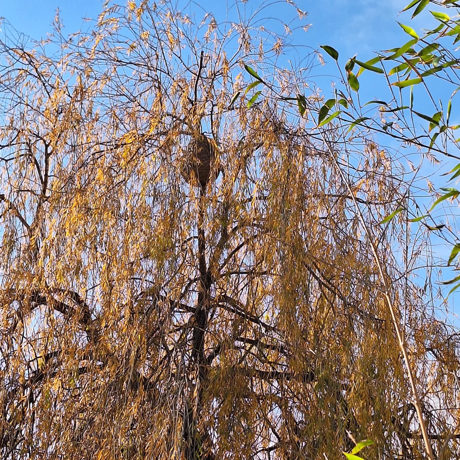 Photo du nid de frelon asiatique signalé à Montpellier