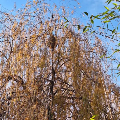 Nid de frelon asiatique à Montpellier — Confirmé