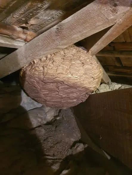 Photo du nid de frelon asiatique signalé à Toulon