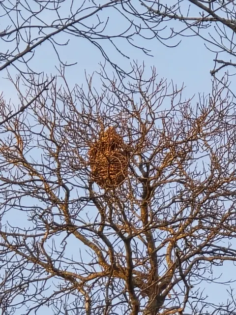 Nid de frelon asiatique à Auvillars (14) — Confirmé