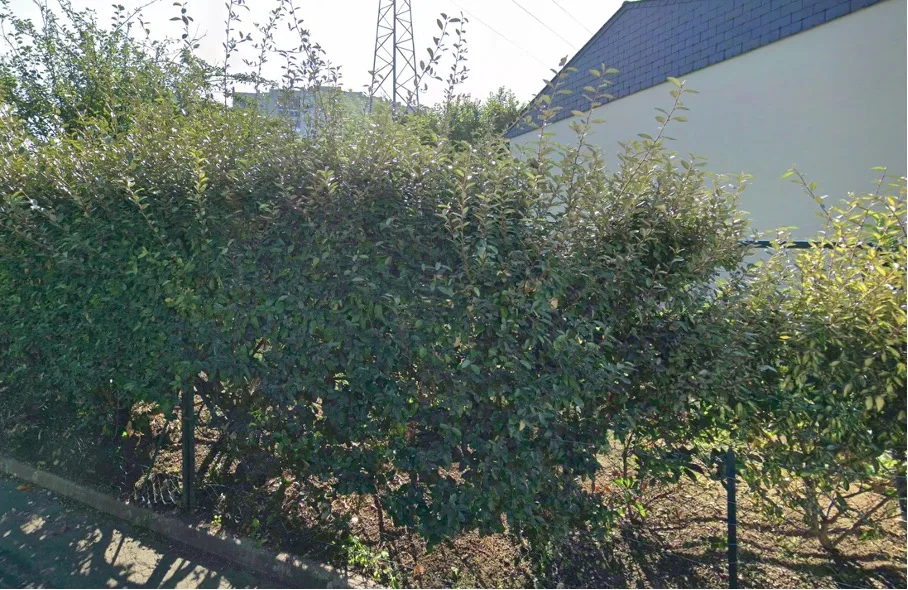 Nid signalé à Châtellerault