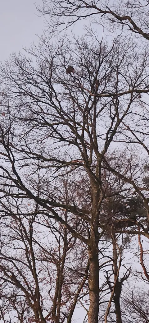 Nid de frelon asiatique à Onans (25) — Confirmé