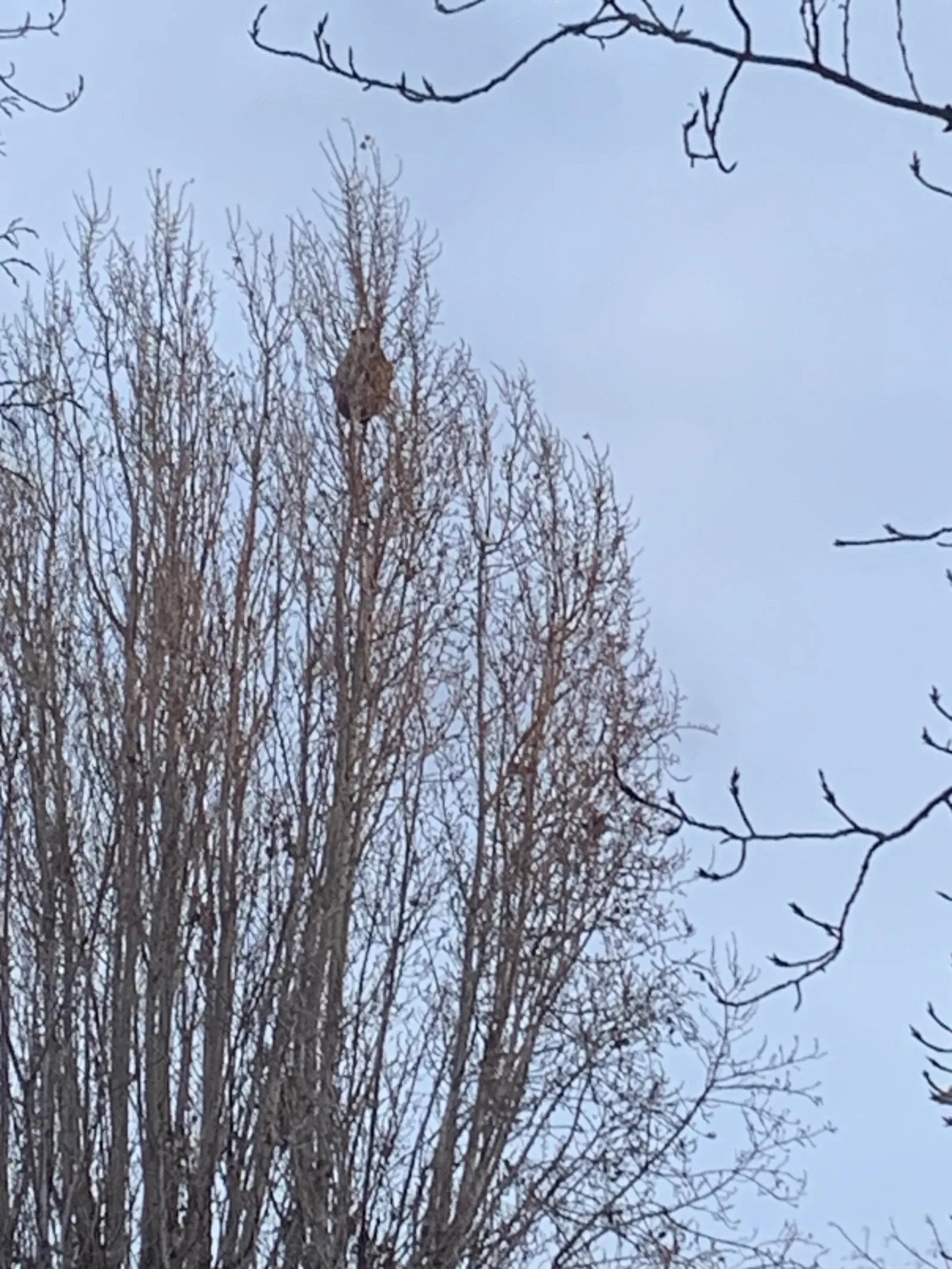 Nid signalé à Fontenay-sous-Bois