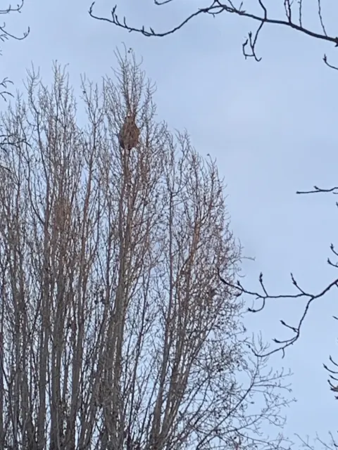 Nid de frelon asiatique à Fontenay-sous-Bois (94) — Confirmé