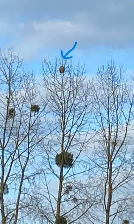 Nid de frelon asiatique à Thuré (86) — Confirmé