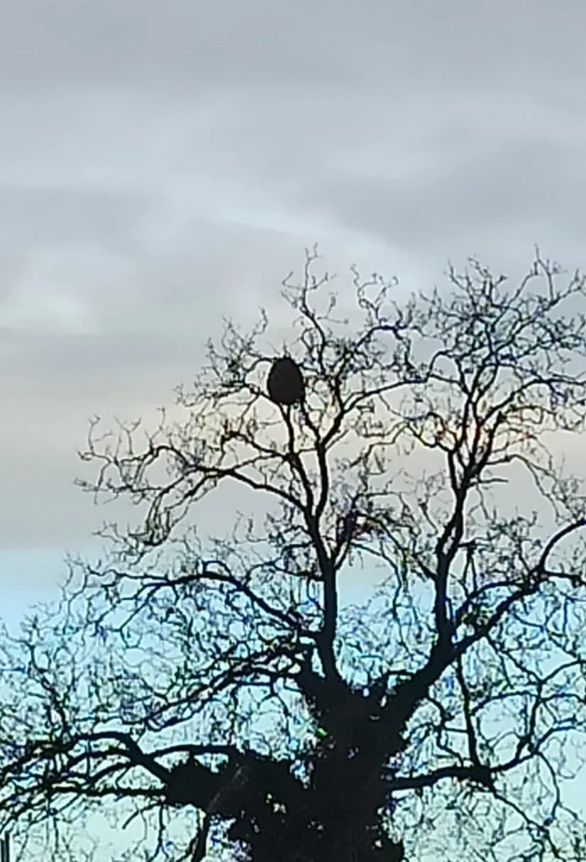 Nid signalé à Migné-Auxances