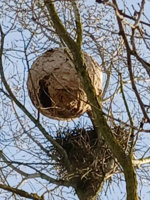 Nid de frelon asiatique à Beaumont-sur-Lèze (31) — Confirmé