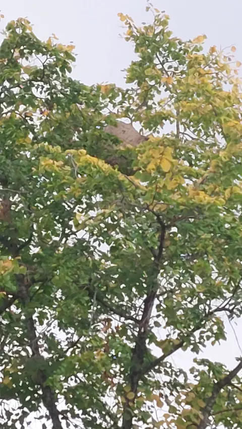 Nid de frelon asiatique à Évry-Courcouronnes — Neutralisé