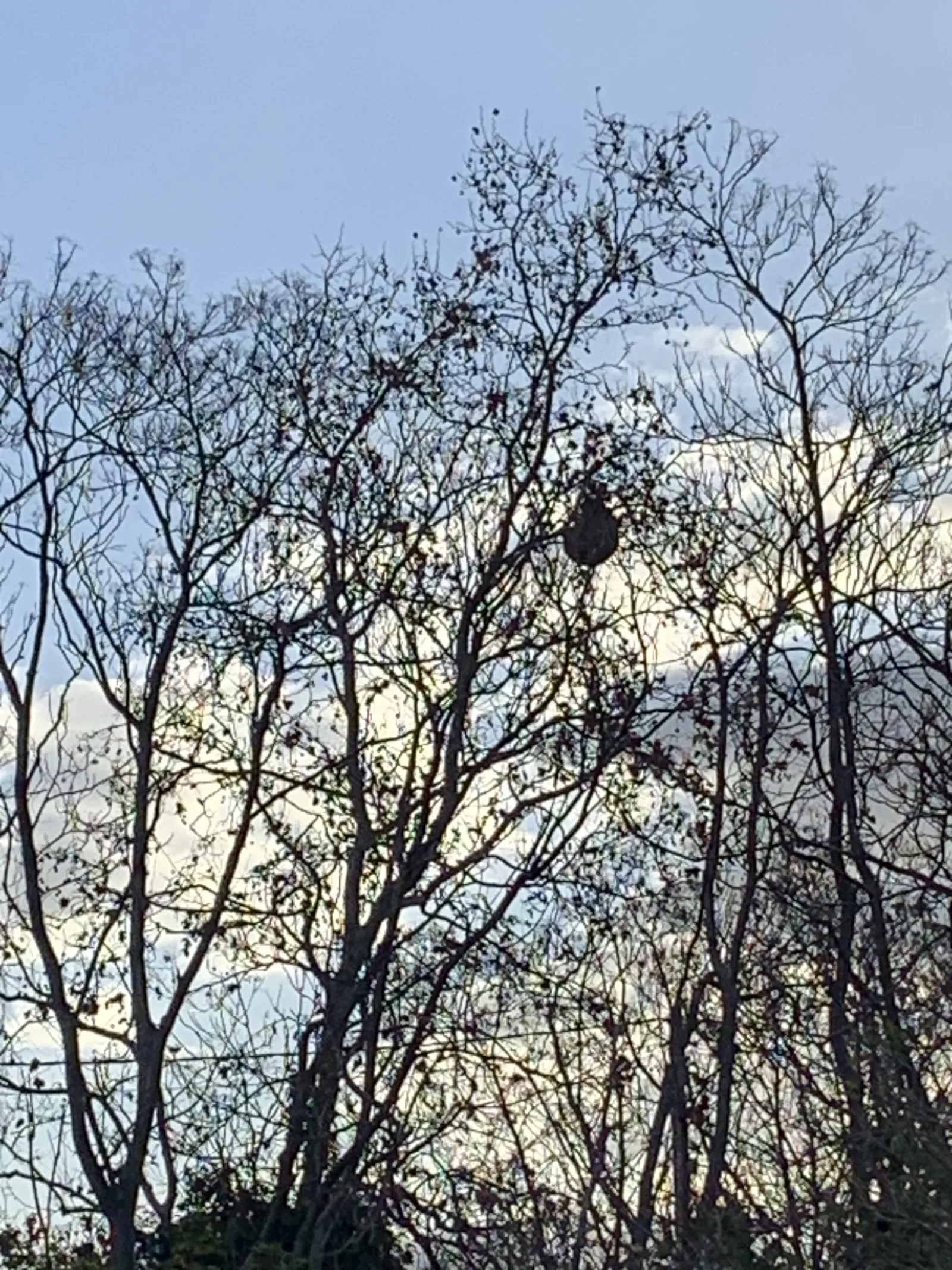 Nid signalé à Marseille