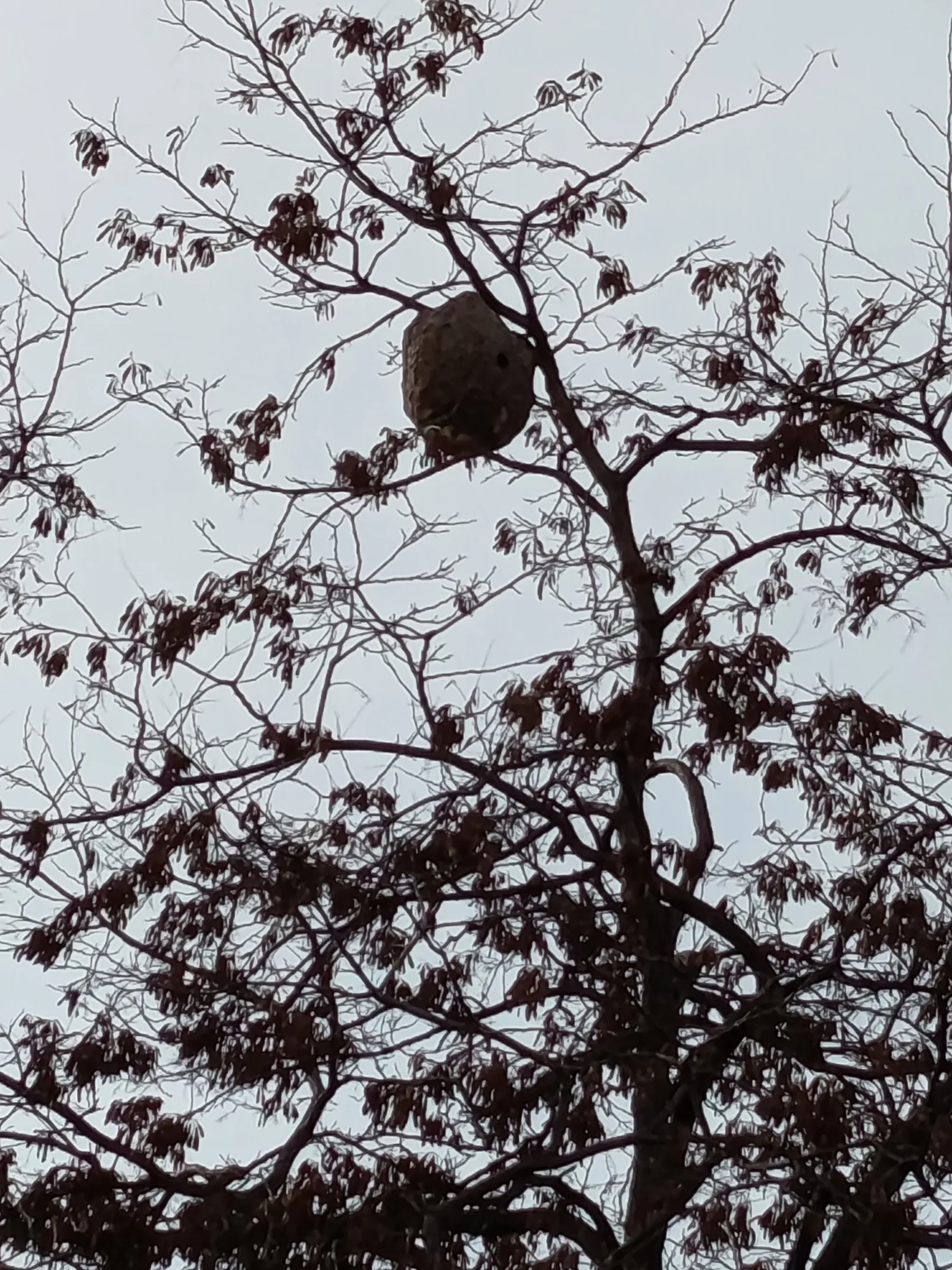 Nid signalé à Marseille