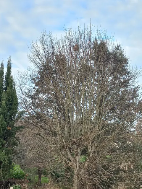 Nid de frelon asiatique à Castelculier (47) — Confirmé