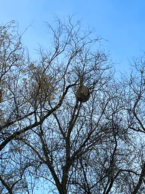 Nid de frelon asiatique à Noisy-le-Grand (93) — Confirmé